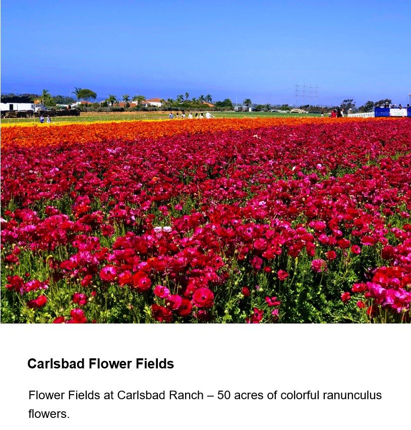 The Flower Fields are more than just beautiful fields of color; they provide a stunning backdrop for your wedding, corporate event or other special gathering