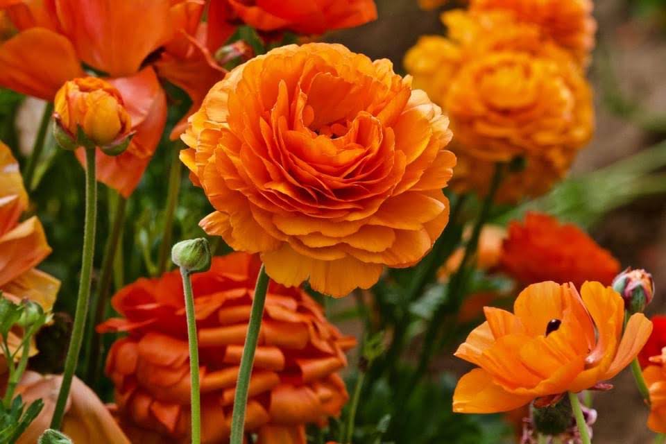 Carlsbad Flower Fields